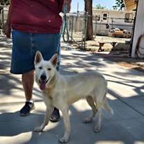 Thumbnail photo of Caspar aka 'Cassie' #3