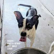 Thumbnail photo of Dakota #2