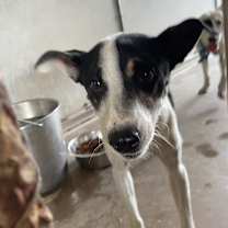 Thumbnail photo of Dakota #3