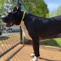 Thumbnail photo of Herschel #3