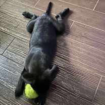 Thumbnail photo of Colombo #3