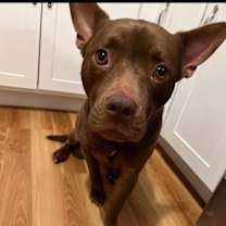 Thumbnail photo of Reese Gin #4