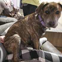 Thumbnail photo of Twister #2