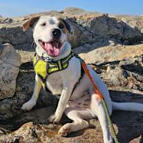 Thumbnail photo of Dallas #4