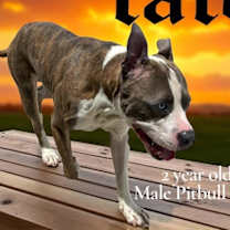 Thumbnail photo of Tate #3