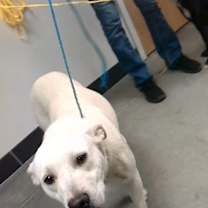 Thumbnail photo of Ivory #2