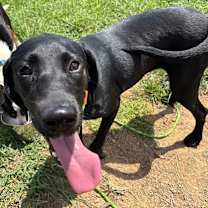 Thumbnail photo of Reese-Adoptable #2