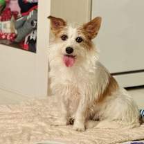 adopt-pet