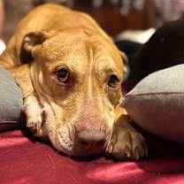 adopt-pet