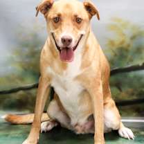 adopt-pet