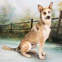 adopt-pet