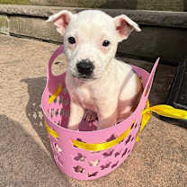 Thumbnail photo of DAFFODIL in NY to meet & greet #2