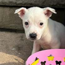 Thumbnail photo of DAFFODIL in NY to meet & greet #3