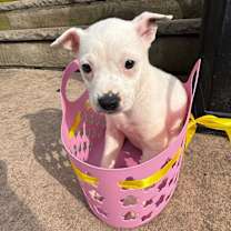 Thumbnail photo of DAFFODIL in NY to meet & greet #4