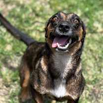 Thumbnail photo of Chocolate  #3