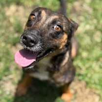 Thumbnail photo of Chocolate  #4