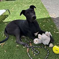 adopt-pet