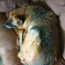 Thumbnail photo of Raven #2