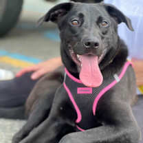 Thumbnail photo of Prissy #2