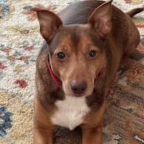 Thumbnail photo of Brownie #4