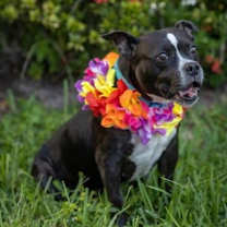 Thumbnail photo of Luna #3