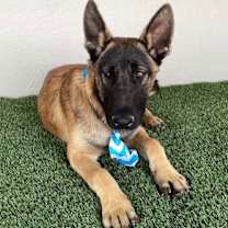 Thumbnail photo of Bruno #2