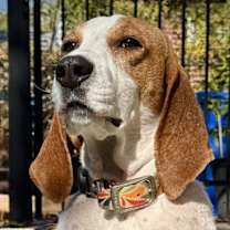 Thumbnail photo of Vinny #2