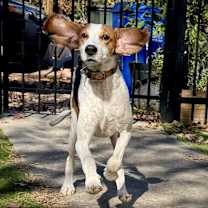 Thumbnail photo of Vinny #3