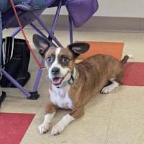 Thumbnail photo of Diggy #1