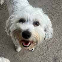 Thumbnail photo of Sweetie #2