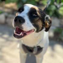 Thumbnail photo of Sheba #1