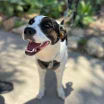 Thumbnail photo of Sheba #4