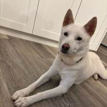 adopt-pet