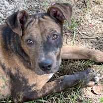 Thumbnail photo of Charlie #1