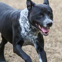 Thumbnail photo of Dallas #2