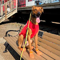 Thumbnail photo of Fawn G #1