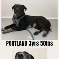 Thumbnail photo of PORTLAND #1