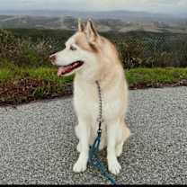 Thumbnail photo of Jet #4