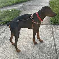 Thumbnail photo of Shaka #2