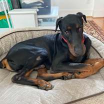 Thumbnail photo of Shaka #1