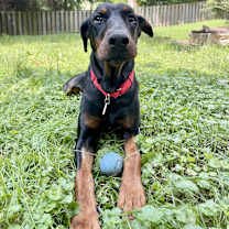 Thumbnail photo of Shaka #3