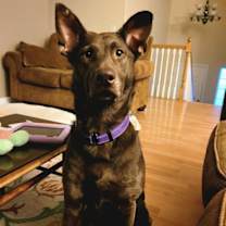 Thumbnail photo of Choopy #2