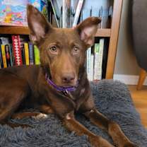 Thumbnail photo of Choopy #3