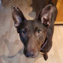 Thumbnail photo of Choopy #4