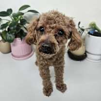 adopt-pet