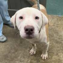 Thumbnail photo of Moose #2