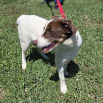 Thumbnail photo of Rocky #3