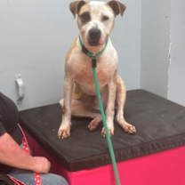 Thumbnail photo of Stan T. Rex #3