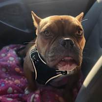 Thumbnail photo of Petunia #1