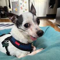 Thumbnail photo of Meeko #3